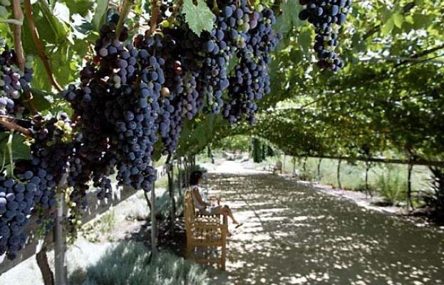 Як укрити на зиму виноград: корисні поради