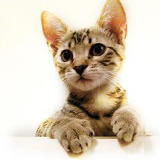 Гіпоалергенна красуня - кішка аллерка
