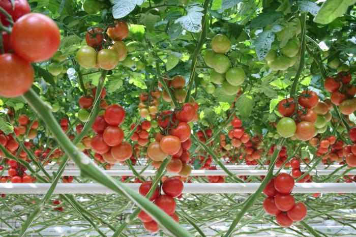 Червона стріла (томат): опис сорту і особливості вирощування