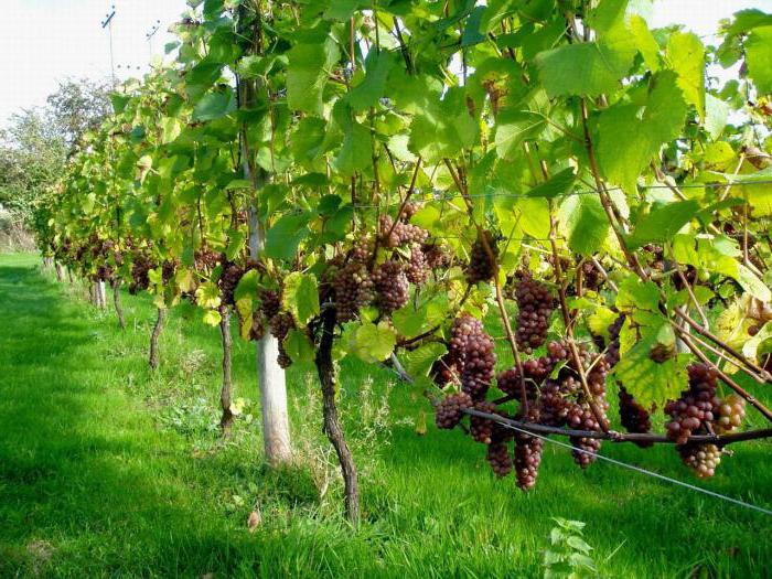 На якій відстані садити виноград: рекомендації і поради