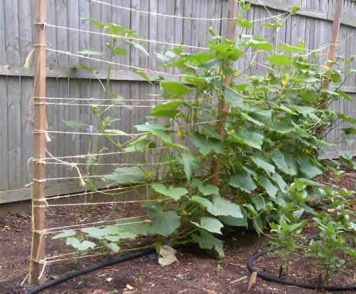 Огірки на шпалерах: посадка, вирощування і фото. Як вирощувати огірки на шпалері?