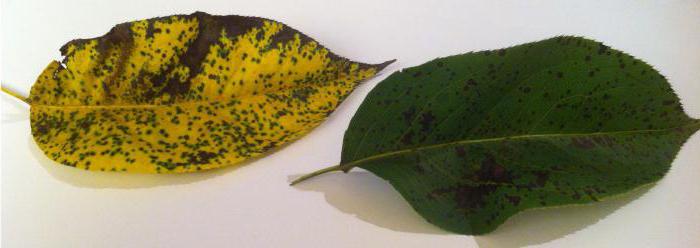 чорні плями на листі груші