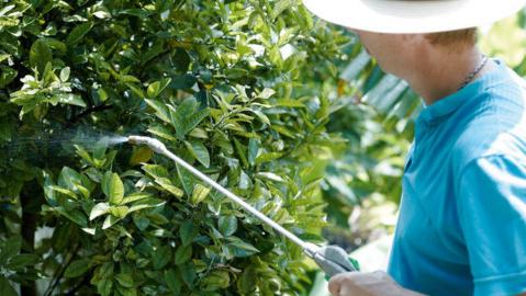 Правильне приготування бордоською рідини - запорука захисту вашого саду!