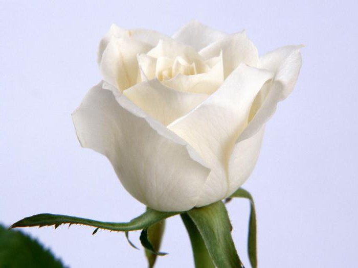 букет білих троянд уві сні