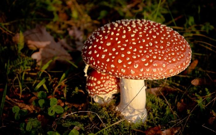 Які гриби бувають за властивостями і характеристиками