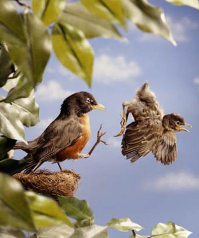 Як літають птахи: навчання пташеня польоту