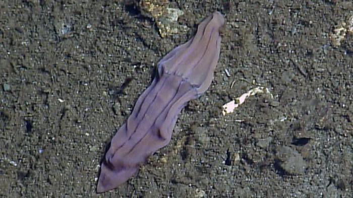 Морська тварина ліловий носок