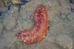 Морський огірок - унікальний організм