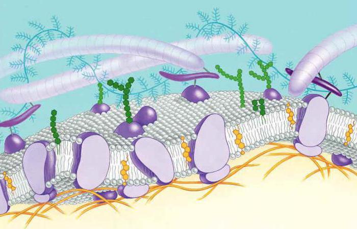 Функції клітинної стінки: опорна, транспортна, захисна