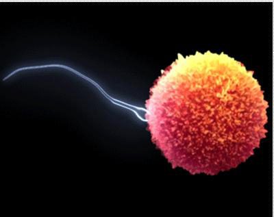 Розвиток і будова статевих клітин