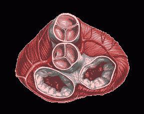 Клапан серця: особливості біологічного шлюзу